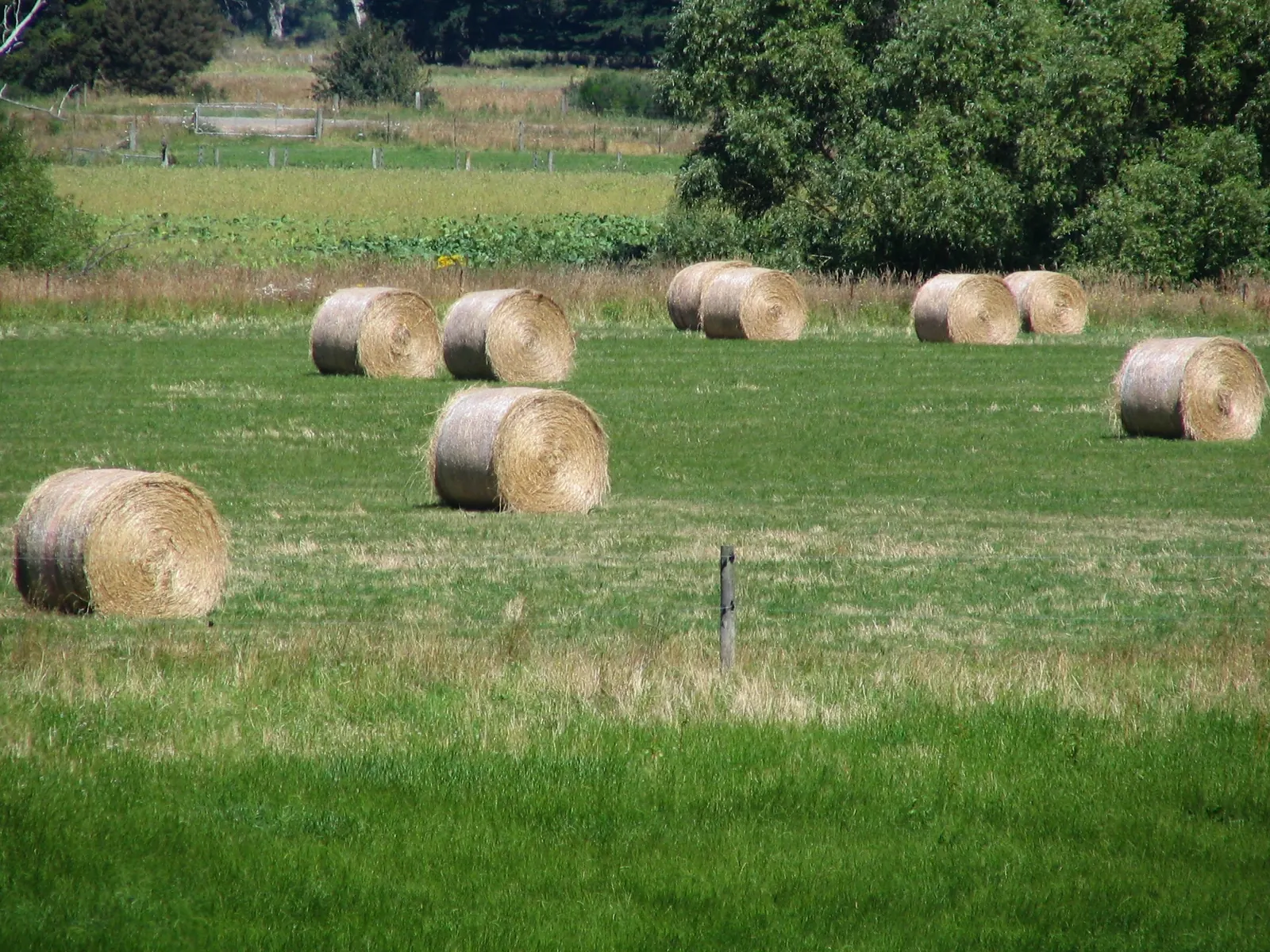 Round hay bales lying in a green paddock near Berwick, Otago