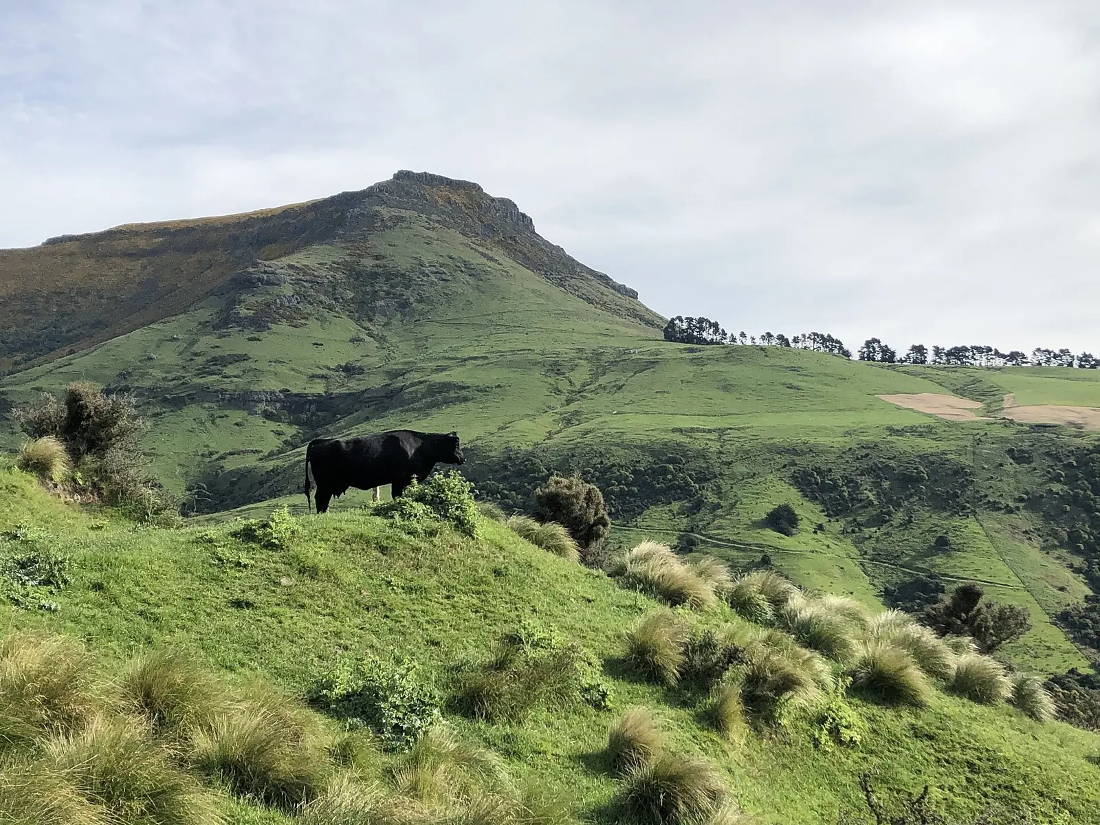 A beef cow on steep green hill country below a rocky peak