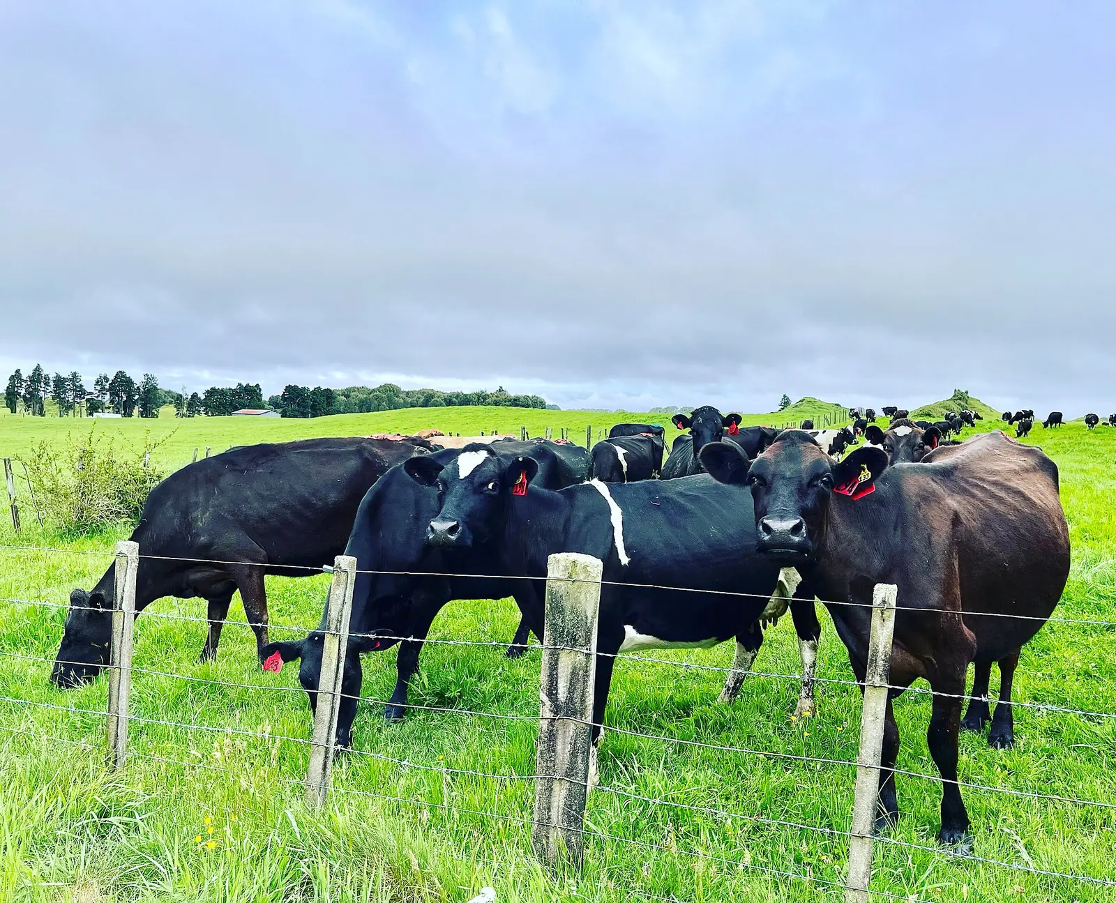Black and white dairy cows at a wire fence on a green dairy farm