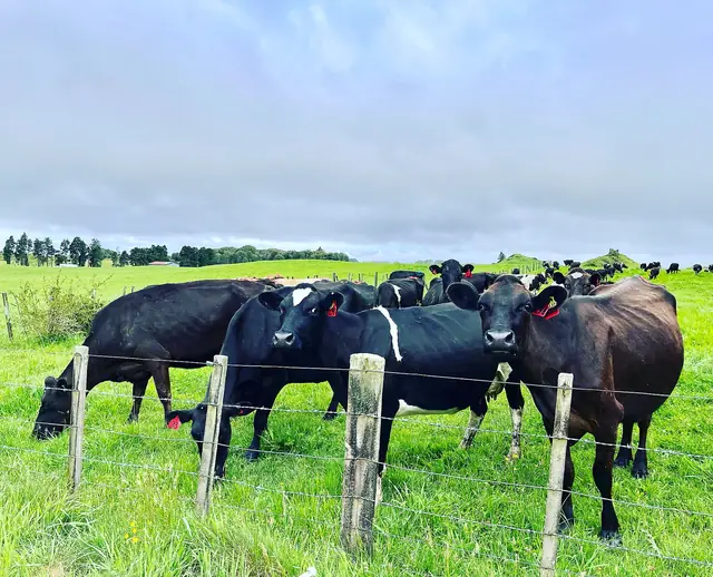 Black and white dairy cows at a wire fence on a green dairy farm