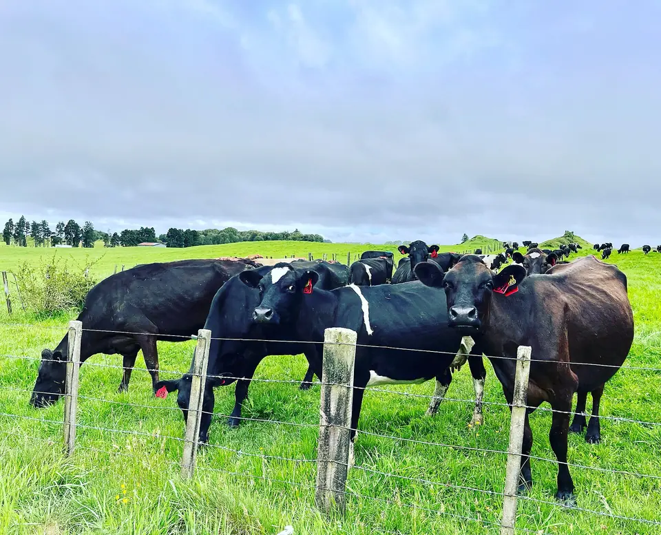 Black and white dairy cows at a wire fence on a green dairy farm