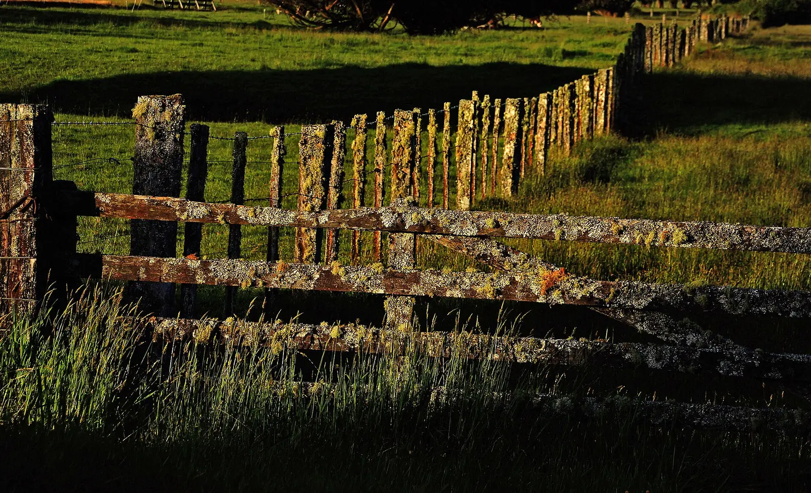 An old lichen-covered timber farm fence in low evening light