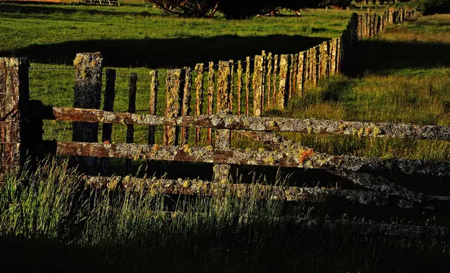 An old lichen-covered timber farm fence in low evening light