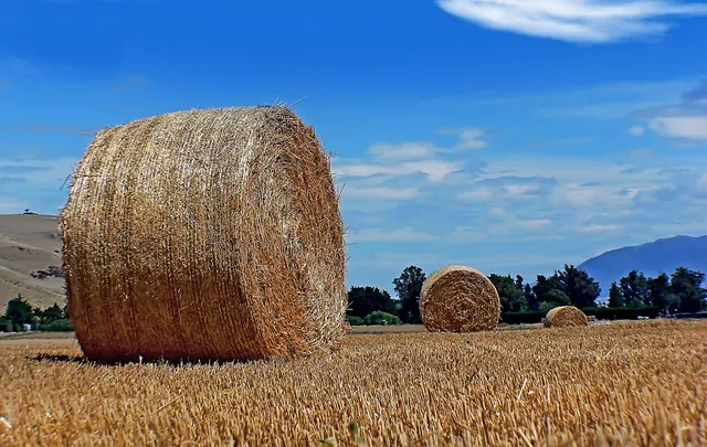 Big round hay bales on golden stubble under a blue sky, with hills behind