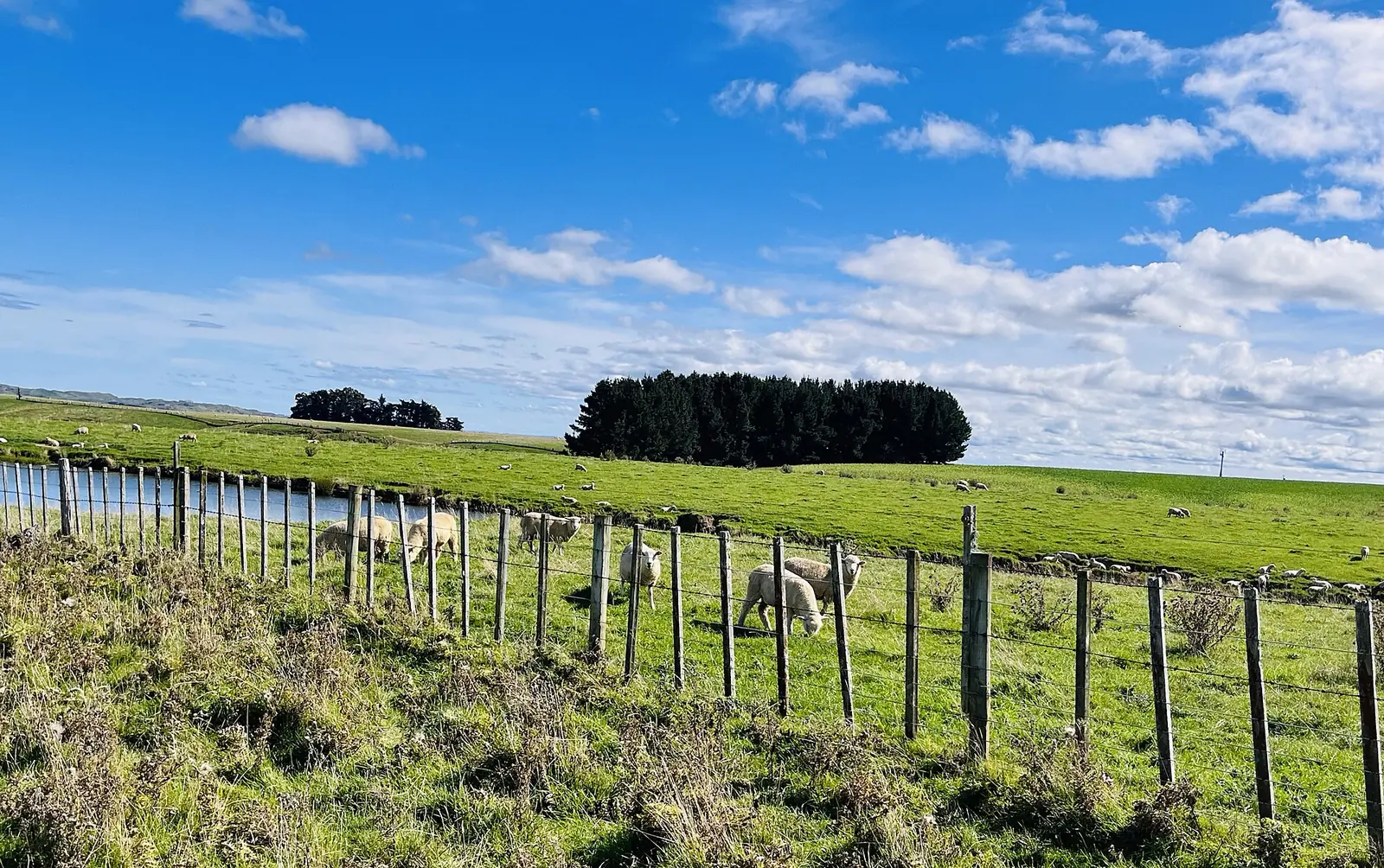 Sheep behind a post-and-wire fence on a farm near Hunterville under a blue sky