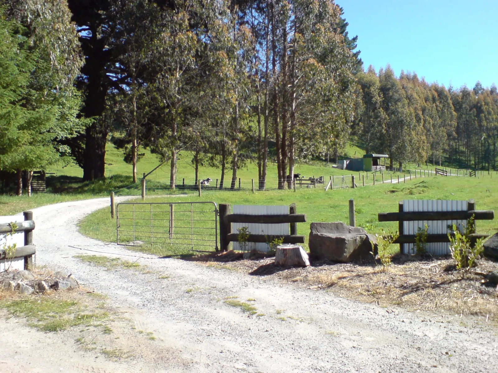 A farm gate and gravel track beside green paddocks and shelter trees near Kinloch, Waikato
