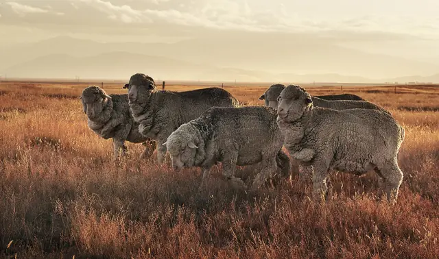 Merino sheep in golden tussock at sunset