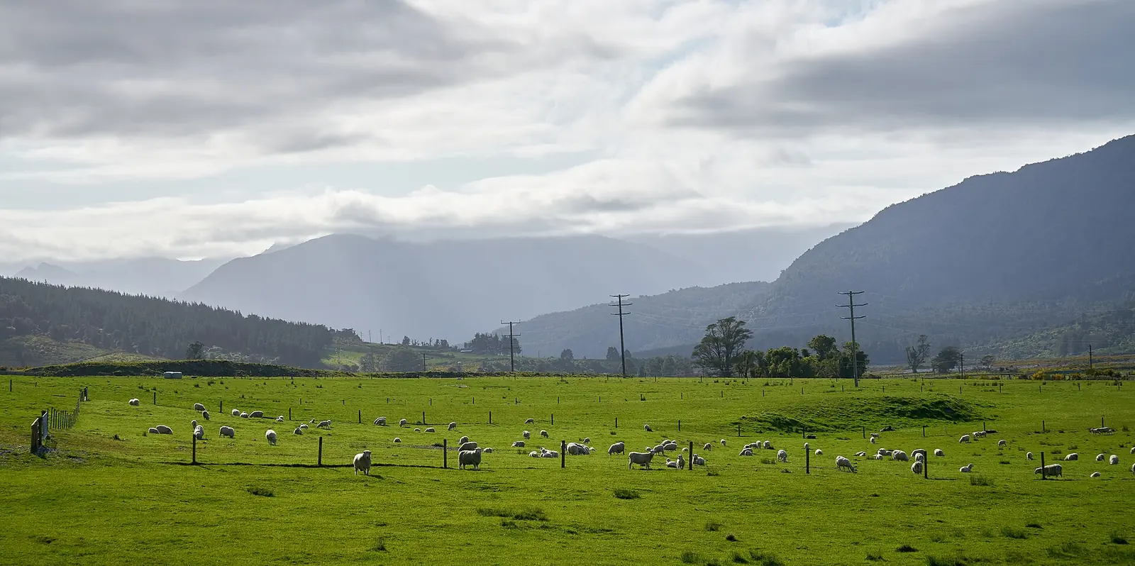 Sheep grazing a wide green paddock in Southland, with hills and mountains behind