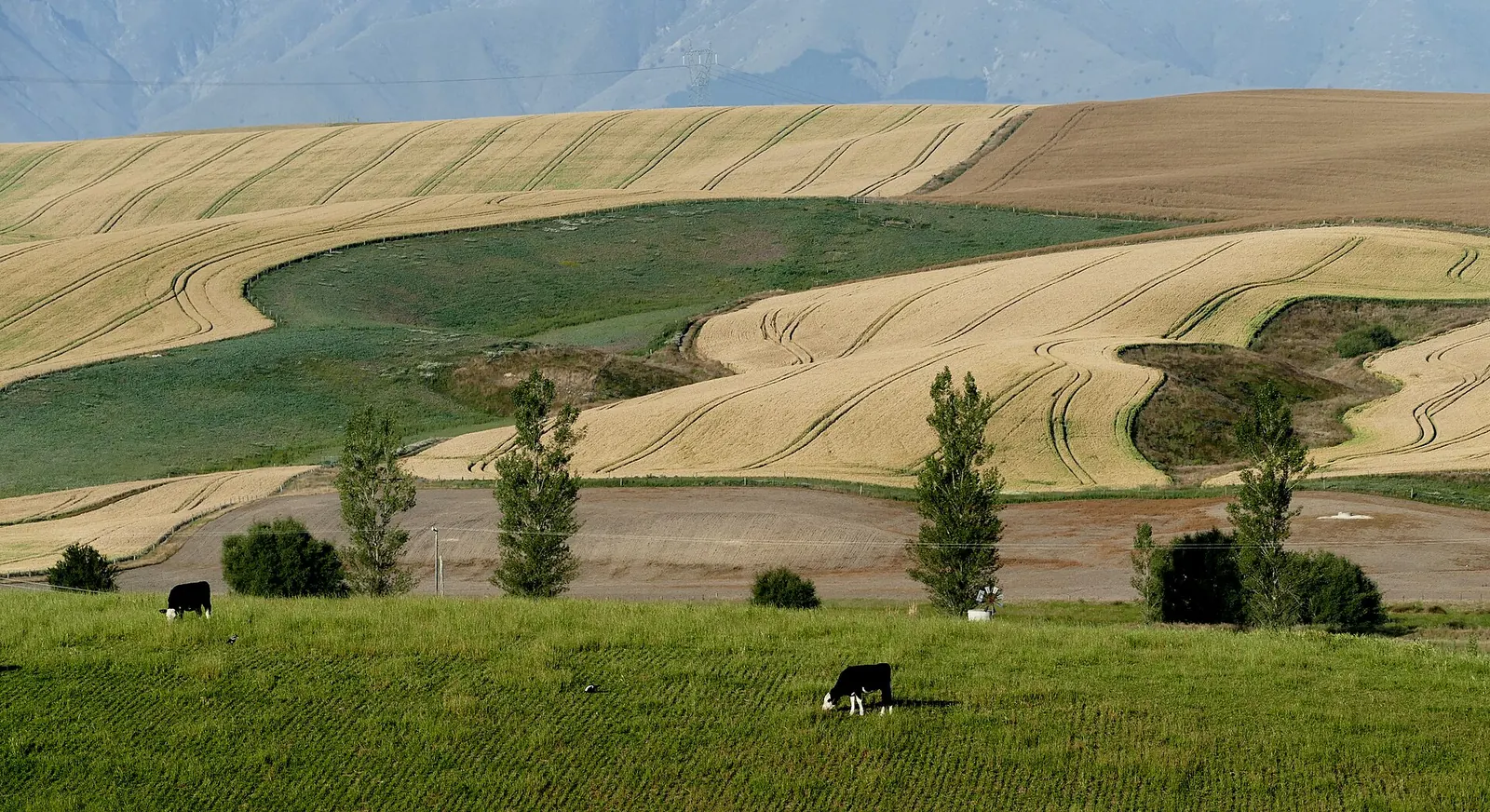 Rolling wheat paddocks above a green pasture with grazing cows and young trees